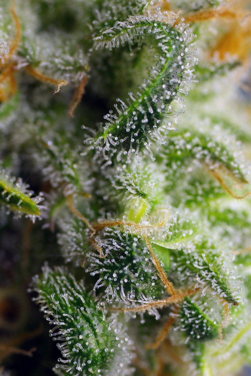 sweetseeds_es's tweet photo. ☘️ Sweet Pure CBD® (SWS65), the FIRST CBD-PURE cannabis strain from Sweet Seeds® with <1%THC 😍!!
https://t.co/qYTNCPyRwm
#SweetSeeds2018 #TheCannabisExperience #SweetPureCBD https://t.co/x4zFLNl7JL
