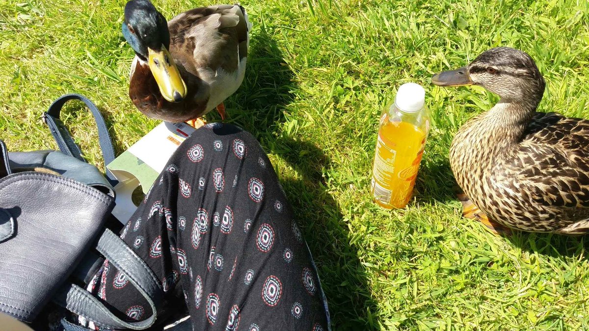 rhpresto's tweet photo. Made a couple of new friends yesterday lunchtime 😄
* (don't worry, I know not to feed them!) 
#LancasterUniversityDucks #LoveLancaster https://t.co/Qaito3fSvj