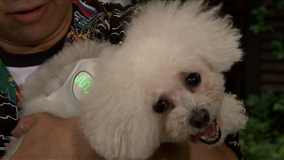 生き物にサンキュー 今夜7時からは Tbs 生き物にサンキュー 最新犬グッズで 安田美沙子 パンサー尾形 トータルテンボス 大村 の愛犬で大検証 イヌパシー って 知ってる お楽しみに 犬 ネコ 動物 Tbs ペット T Co