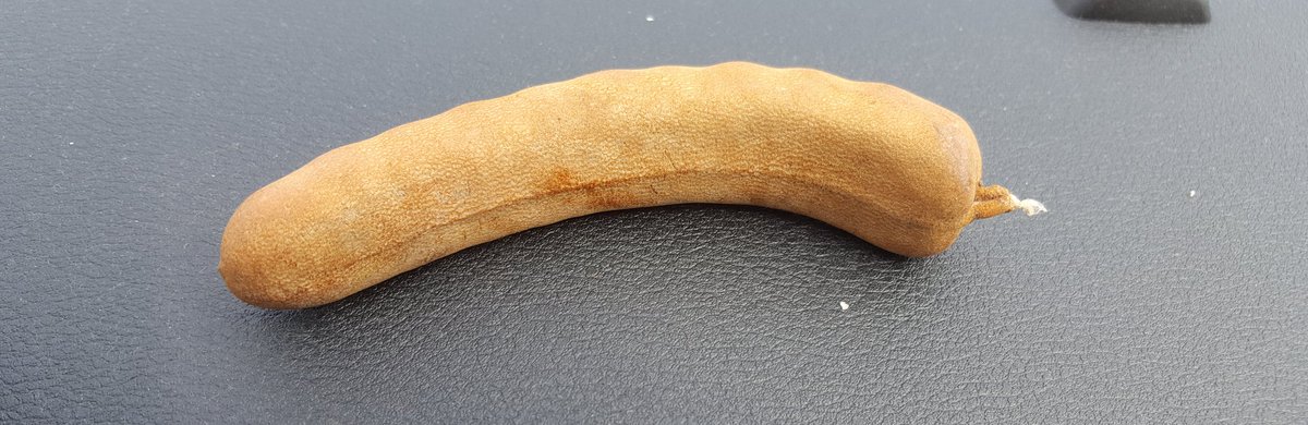 mitokondriac's tweet photo. Os enseño mi tamarindo. Me he comido unos cuantos. En verano me encantan.
El tamarindo es rico en vitaminas, minerales, triptófano, metionina pero su mejor propiedad es ayudar a eliminar el FLUOR que nos han metido a los Vascos en el agua
Limpiar la pineal
https://t.co/LbZqBavPTO https://t.co/kCrHwY9OBi