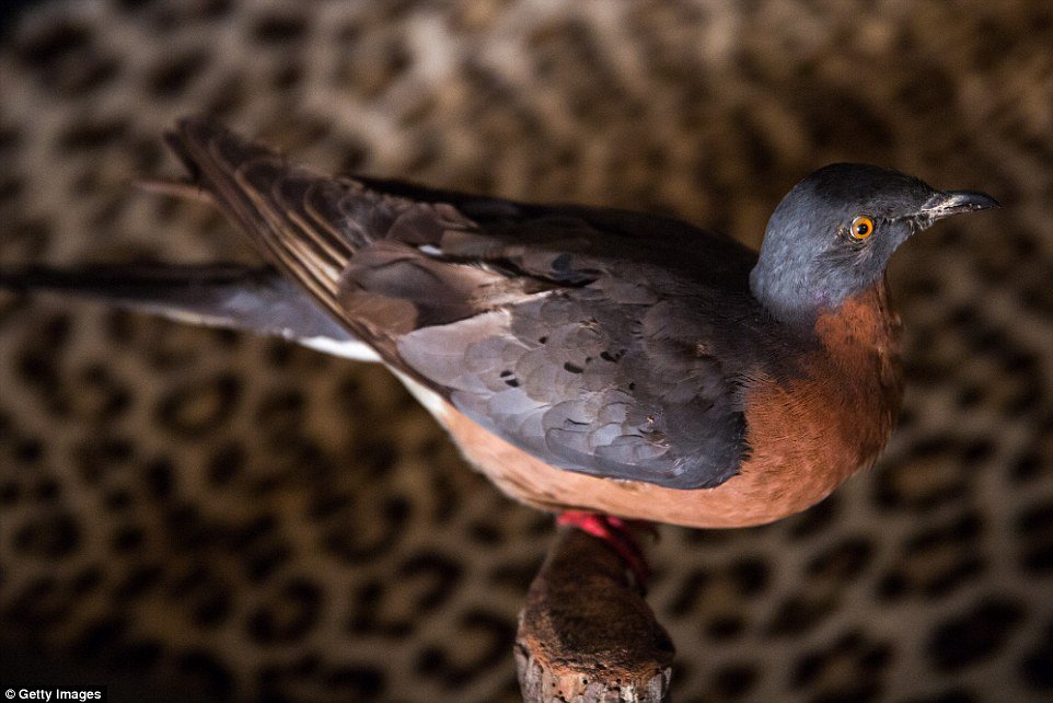 DeepFriedDNA's tweet photo. In my reading today I find that the 13th Earl of Derby, Lord Edward Smith Stanley was sent some Passenger Pigeons (Ectopistes migratorious) by Robert Audobon in the 19th c. that bred so well, some were released into the Lancashire countryside. Sadly, they didn't naturalise https://t.co/ovywzXt90W