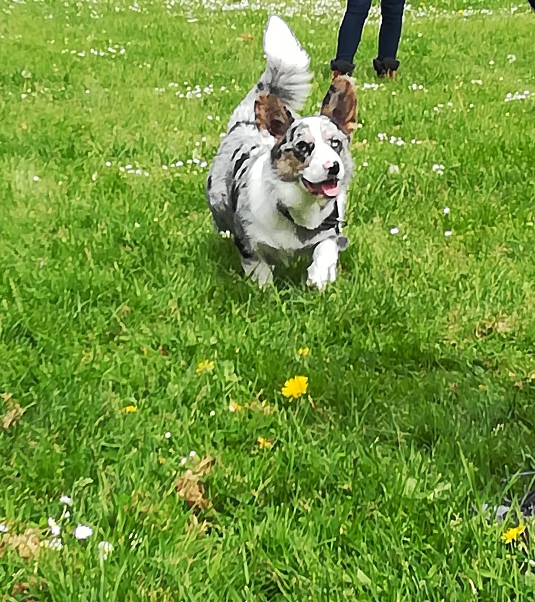 LydiaDogtrainer's tweet image. Lovely weather for dogwalking - sharpen up dog's recall at our Recall training session this Saturday at 9am on Hackney Marshes #friendlycreatures #dogtraining