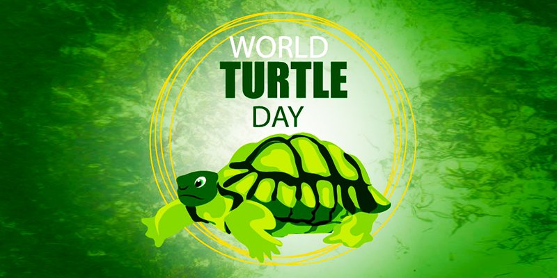 Turtles hatching at the Beach Bar are one of the highlights of our year. We are proud to support the incredible work of the Kuruwitu Marine Conservation and Welfare Association.
#WorldTurtleDay #conservation #VipingoRidge