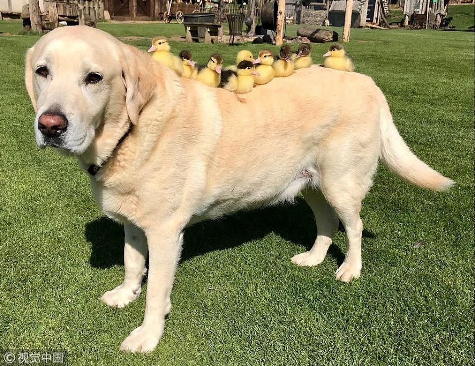 PDChina's tweet photo. A 10-year-old dog named Fred in Britain “adopts” 9 orphaned ducklings after their mother suddenly disappeared https://t.co/cZde3s6LZh