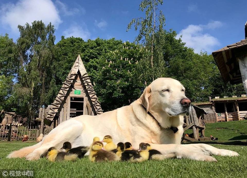 PDChina's tweet photo. A 10-year-old dog named Fred in Britain “adopts” 9 orphaned ducklings after their mother suddenly disappeared https://t.co/cZde3s6LZh