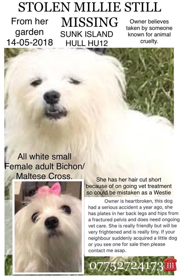 rosiedoc666's tweet photo. MILLIE WAS #stolen from #garden 14/5 #SunkIsland #Hull #HU12 
Hair cut REALLY short due to ongoing #vet treatment 
TAKEN BY SOMEONE WELL KNOWN FOR #AnimalCruelty 
‼️WE NEED EVERYONES HELP‼️
🐾BRING MISSIE HOME🐾
small #bichon / #Maltese cross looks like #westie with hair cut https://t.co/lmLJFWFAeq