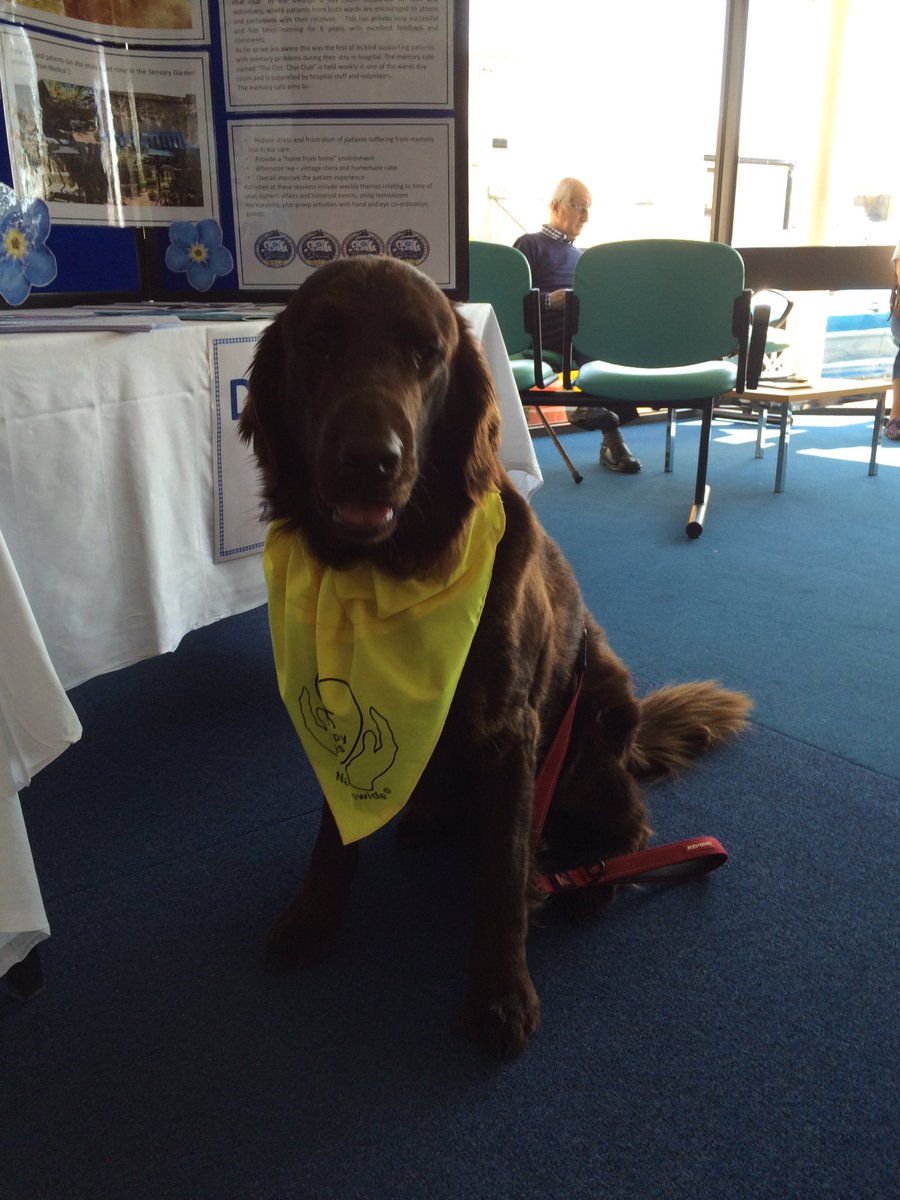 Monty's 🐾🐾visiting patients at WCH #DAW2018 <a href="/RCHTWeCare/">Royal Cornwall Hospitals NHS Trust</a> @RCHTPtExp @WCHMed