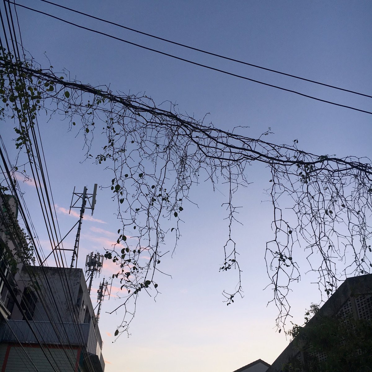 เ ว้ น ว ร ร ค ◦ soul in bloom ✿ tweet media