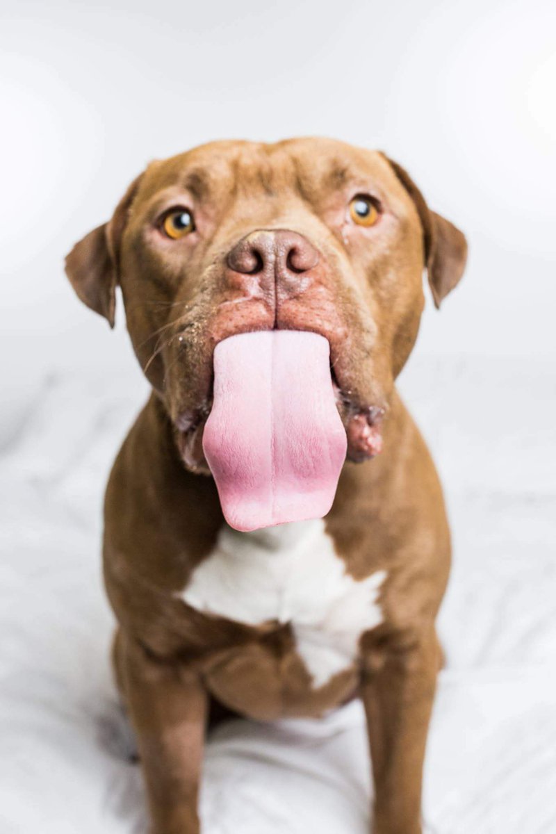 fixdm13's tweet image. In one month I'm going to be spending 24 hours in a kennel with a shelter dog to support @gatewaypets! Visit my Slumber Pawty page to help me reach my fundraising goal so we can save more dogs like this big headed guy!
tinyurl.com/y89as3av