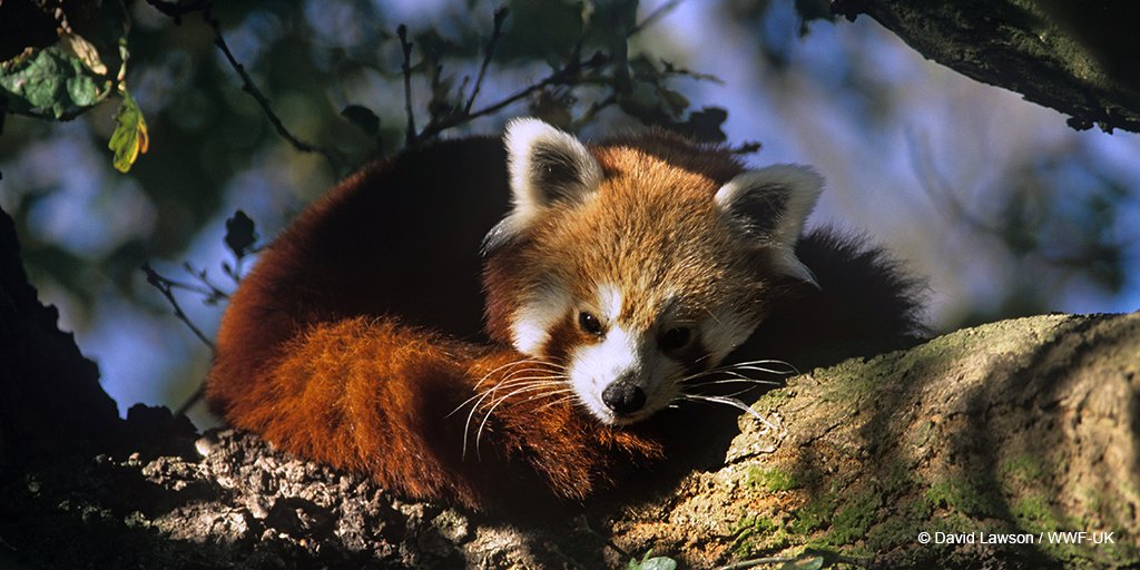 #DYK red pandas are important for our #ecosystem & help control insect populations in the #forest? The future of #nature is our future too. Act for our home today: pand.as/connect2earth #idb2018 #Connect2Earth