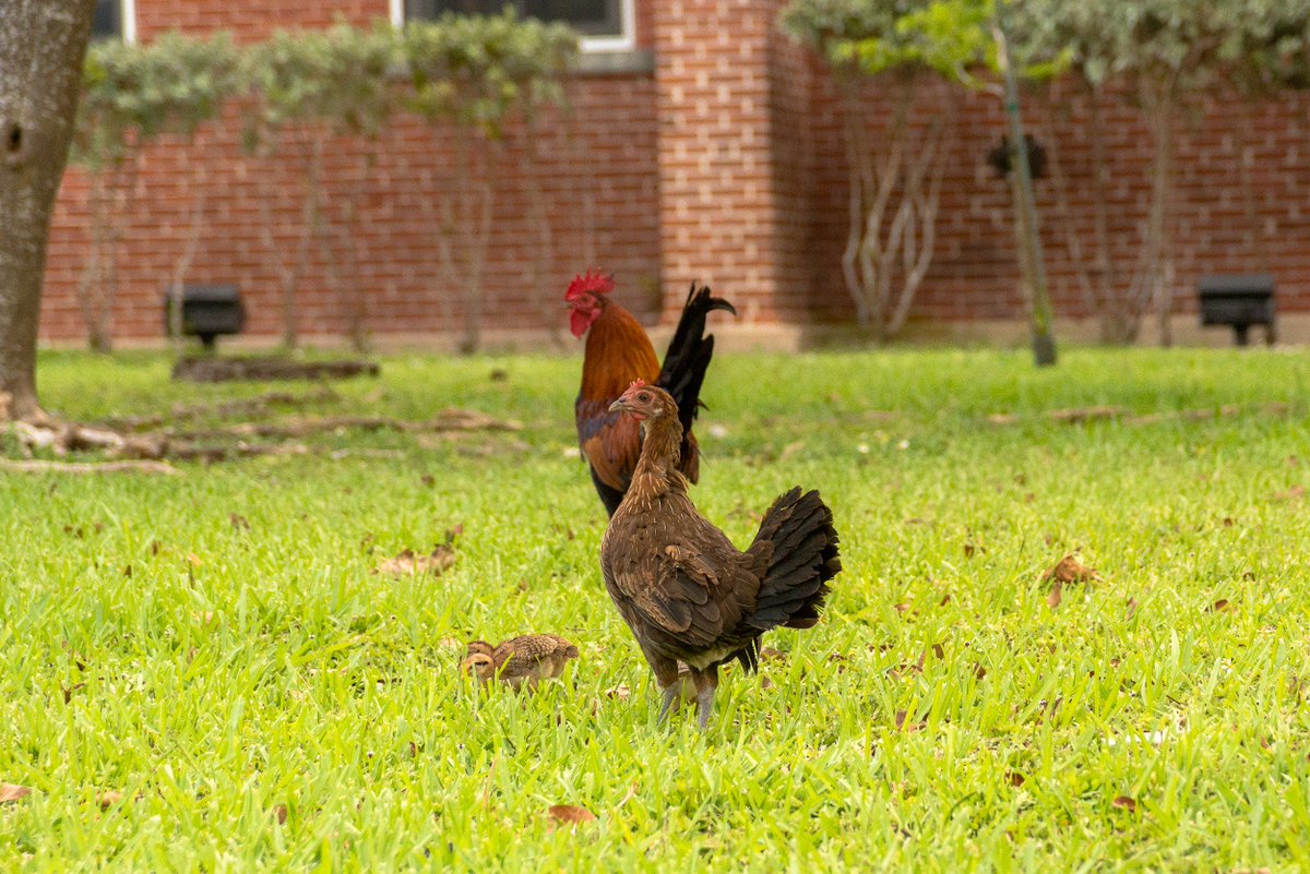 VHKW's tweet photo. Key West Vacation Check List:
#1: You must take a photo of the wild chickens while visiting Key West. Here's a family of friendly locals just across from the @VHKW office on Whitehead.
#keywest #Vacationchecklist #keywestvacation #wildchicken #southenmostcity https://t.co/XM9Hf13DGI