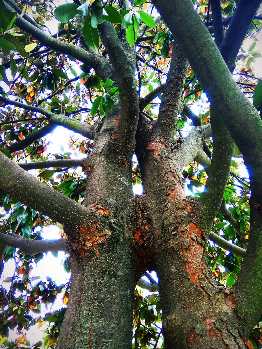 .<a href="/radio3_rne/">Radio 3</a> Este magnolio es mi árbol tótem de Prado del Rey. Habita los jardines que dan a la salida del plató de los <a href="/ConciertosR3/">Conciertos de Radio3</a> y es un pantalones, gemelar. En realidad, dos magnolios que se dan un beso de vida o de muerte... El tiempo lo dirá #RevoluciónDeLesConmovides