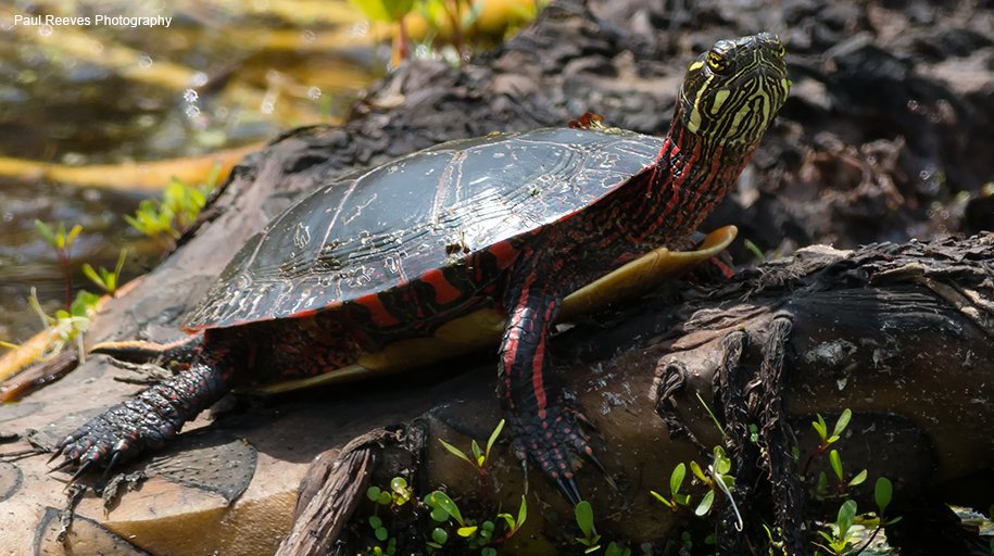 WWFCanada's tweet photo. #DYK that every freshwater turtle species is now at risk in at least one part of the country? #WorldTurtleDay https://t.co/4PYmtaVTvD