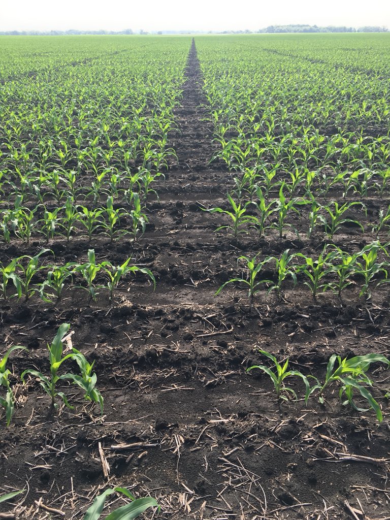 CraigGrafton80's tweet photo. The first picture of the day. @rbarrow23 Will end up taking thousands of this field. #image18 #precisionbreeding https://t.co/HfntzTximU