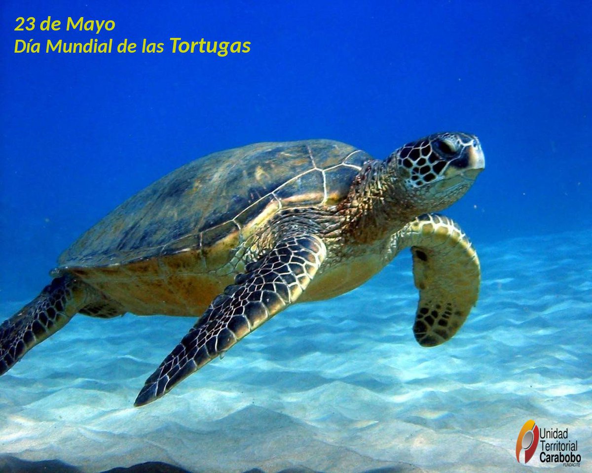 #Efemérides | #23May “Día Mundial de las Tortugas”, acontecimiento que intenta llamar la atención y mejorar el conocimiento sobre las tortugas, el respeto a su existencia y a su hábitat por parte de los humanos y a reflexionar sobre las medidas para frenar su rápida extinción.