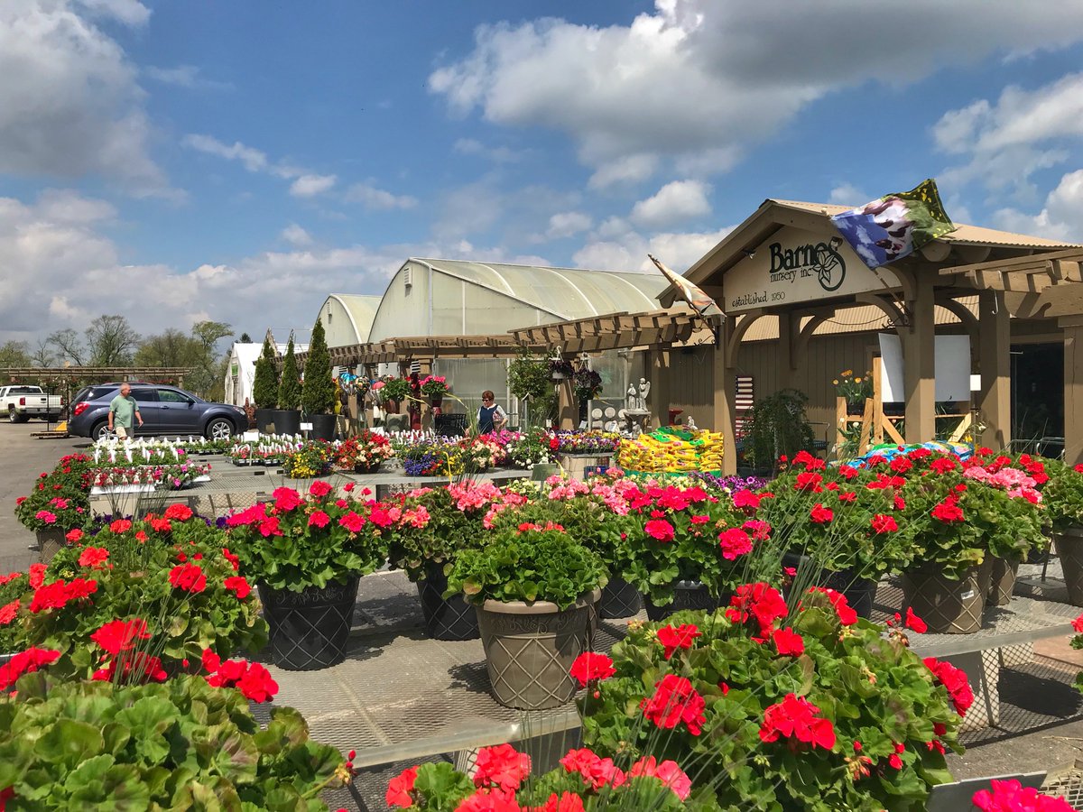 Barnes Nursery On Twitter Good Morning From Barnes Nursery