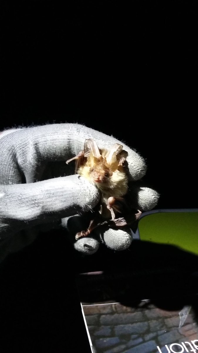 Byologie_'s tweet photo. La meilleure prise de la soirée : un oreillard roux (non mais regardez moi cet amour 😍😍😍) https://t.co/O0wexTS0Io