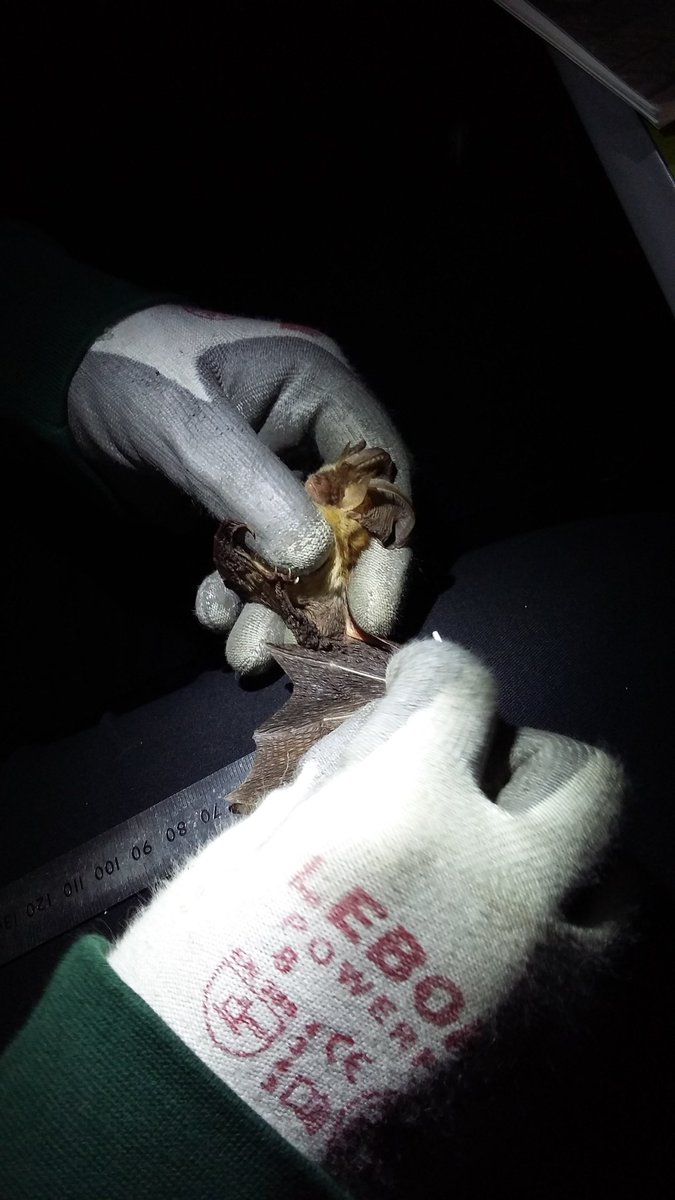 Byologie_'s tweet photo. Toujours le même Oreillard qui se fait mesurer son 3ème doigt je crois. Ça a l'air très impressionnant comme ça mais en fait les ailes des chiros sont très souple et beaucoup moins fragile que ce qu'on pourrait croire ! https://t.co/gKFs7KIDl8