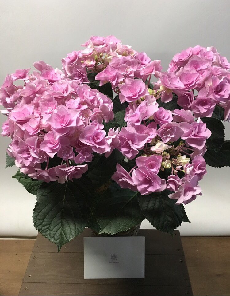 YukoSTARJETS's tweet photo. すごく前の話になってしまいますが…
5/12は母の日でしたね💗
私は母の好きな紫陽花の花をプレゼント💐
日頃の感謝の想いをこめて、
「お母さんありがとう💕」
母の写真載せたいのですが怒られそうなので…🤣
とっても似てると言われています🤔✨
皆さんは想いを伝えましたか?
#starjets #SJWings https://t.co/3ZyMCIDr7g