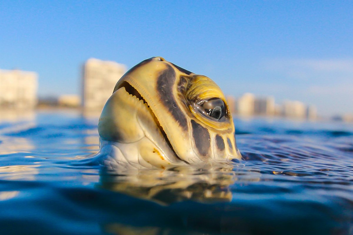 Discovery's tweet photo. “A green sea turtle getting a breath of fresh air. Photographing these amazing animals fuels my inspiration for conservation! Happy #WorldTurtleDay!” 🐢 

📸 + text by @BocaRatonPhoto https://t.co/85EhQC46uZ