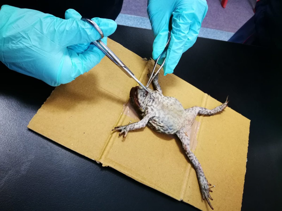 RamadanHal's tweet photo. Toad dissection @BelmoreBoysHS to determine anatomical structure and differences from male to female. Why wasnโt science this much fun when I was at school. Hands on learning for our boys. Well done to Mr Singh and the science team #poorfrog โค๏ธ๐ https://t.co/BrxVfYQ864