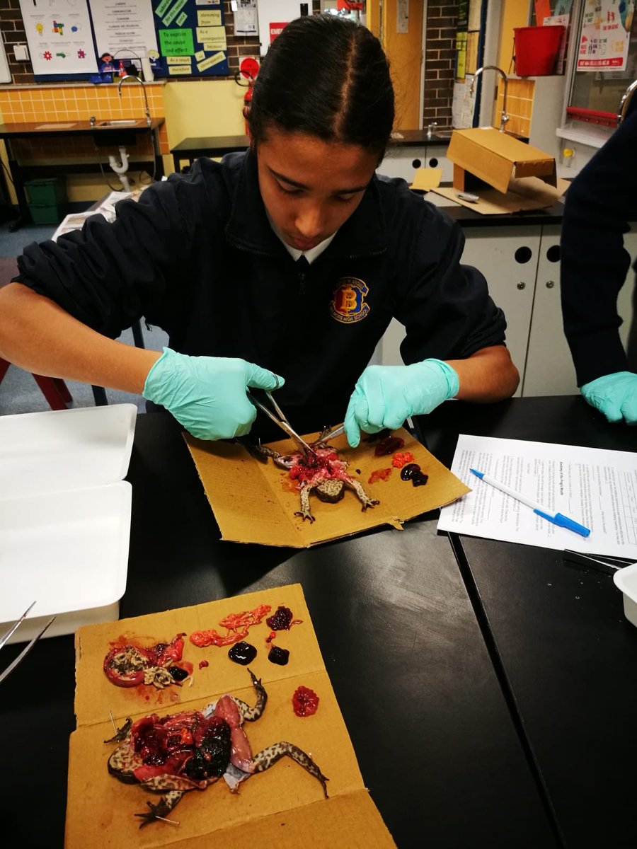 RamadanHal's tweet photo. Toad dissection @BelmoreBoysHS to determine anatomical structure and differences from male to female. Why wasnโt science this much fun when I was at school. Hands on learning for our boys. Well done to Mr Singh and the science team #poorfrog โค๏ธ๐ https://t.co/BrxVfYQ864