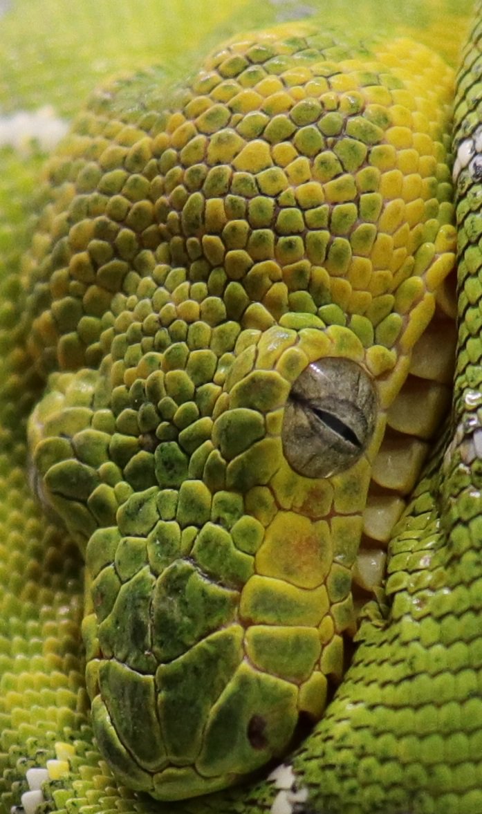 ShaunColl83's tweet photo. Close up of one of my young Corallus Caninus (emerald tree boa), photographed with a Canon 800D #corallus #coralluscaninus #emeraldtreeboa #etb #captivebred #photography #poshpets #snake #beauty #reptiles #ukreptiles https://t.co/Ob3hXOt0qq
