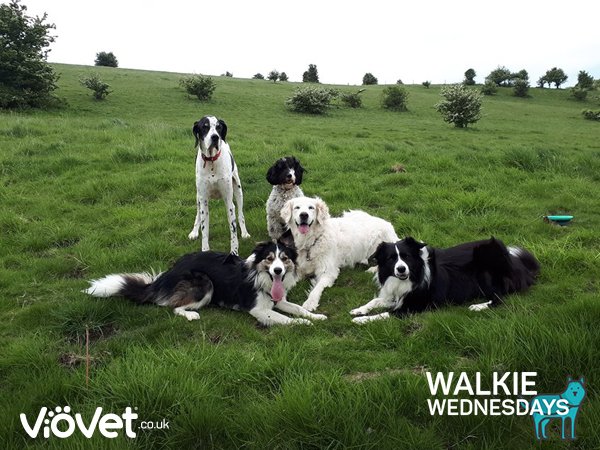 VioVetEquine's tweet photo. Visit our FB page today to take part in our regular #competition for #dogs. There's a chance to WIN every week! https://t.co/Vo5DFnZhg4 https://t.co/wyRxWTgRsT