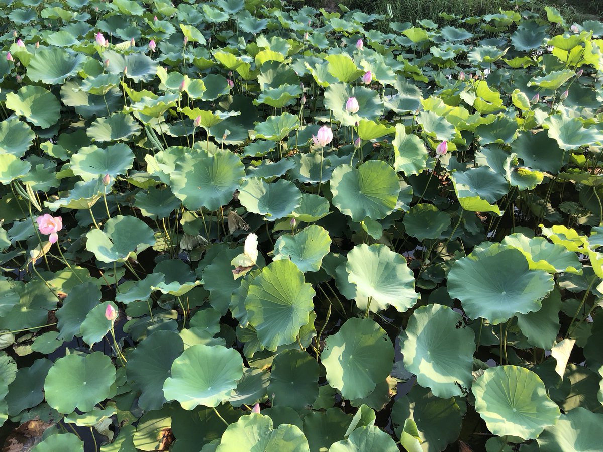 hapiness2010's tweet image. The texture of summer