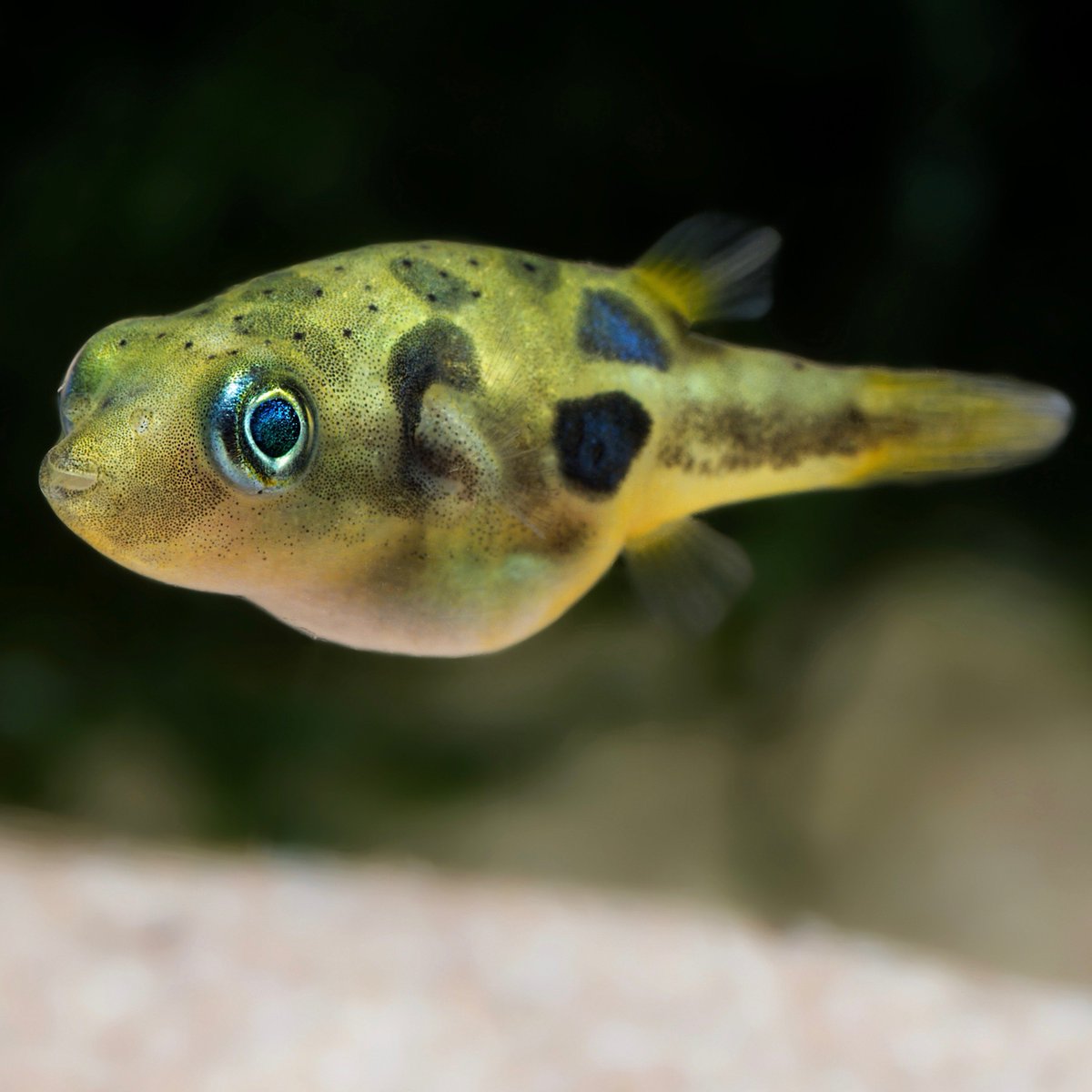 Mahiki Kensington tweet media