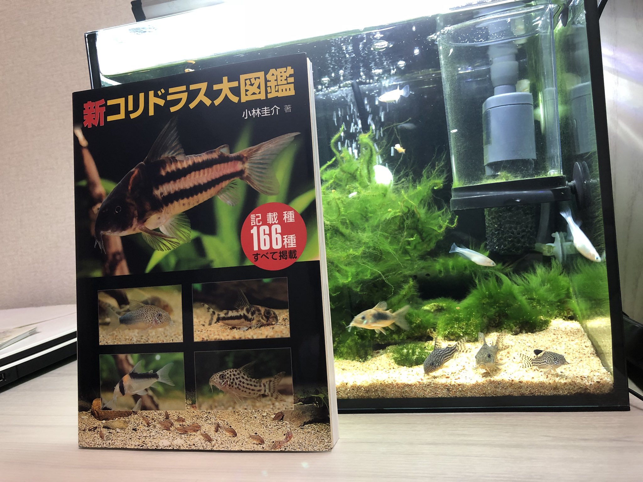 にかいディ 楽しみにしていた 新コリドラス大図鑑が届きました 図鑑意外にも飼育方法や繁殖法なども載っているコリドラス愛好家必携の一冊です コリドラスマスター目指します コリドラス 新コリドラス大図鑑 T Co 6tbnimzjje Twitter