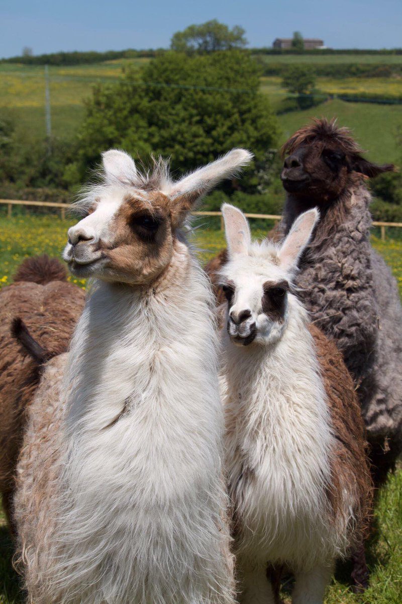 PoleRueFarm's tweet photo. Last minute offer: 7 Nights in #Somerset £395 https://t.co/gONvc6TF9d #LastMinute @IndepenCottages https://t.co/xSbZwBiUc4
