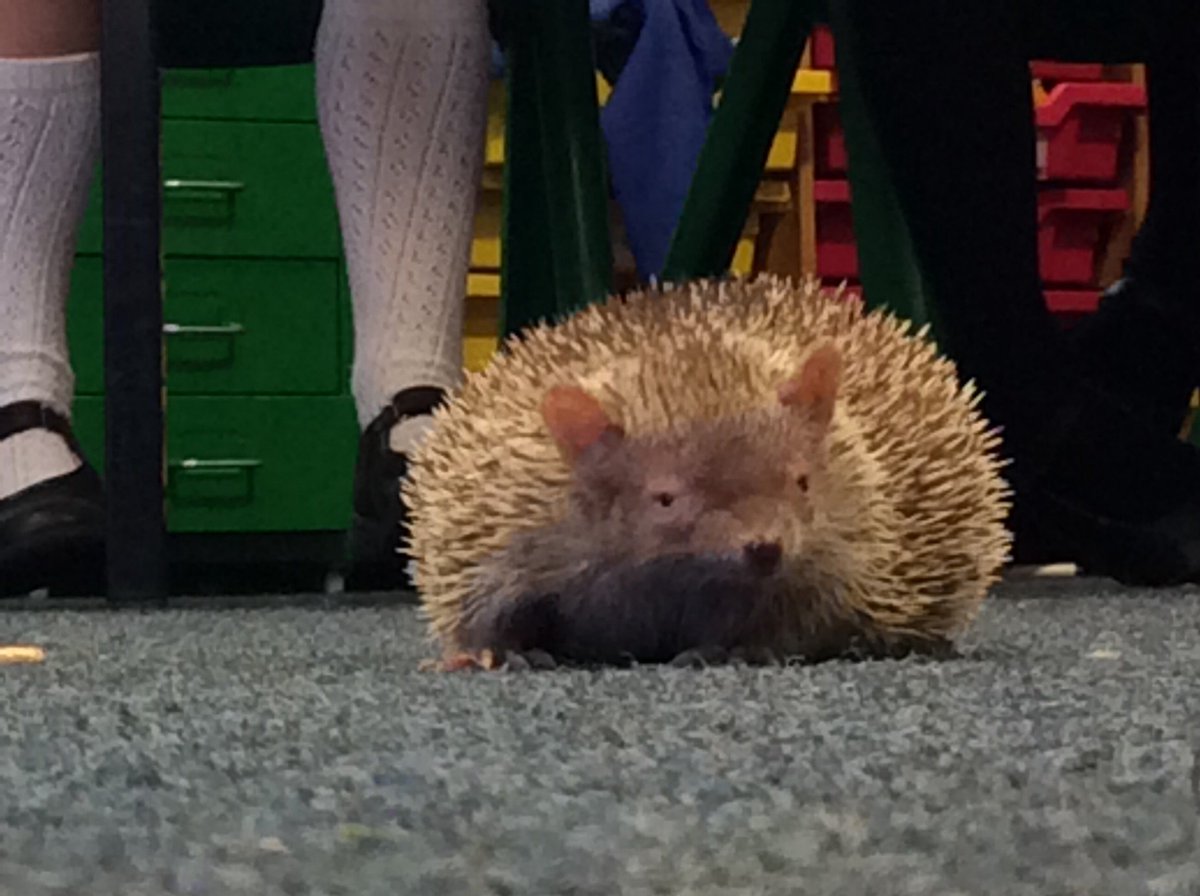 Last but not least... Terry the hedgehog!
What a fab morning, the children are super thrilled (and the grown ups too 😀). <a href="/Raptorxotics/">RaptorXotics</a>