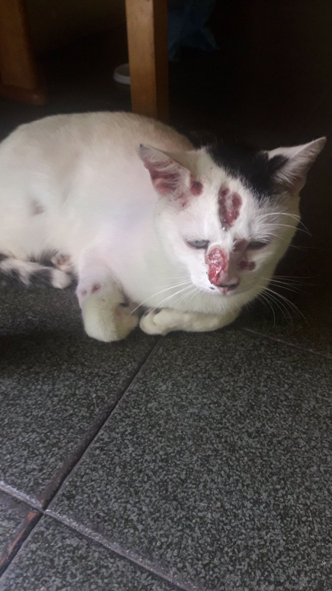 liomessimaniaca's tweet photo. Galera, eu tinha feito uma publicação aqui de 2 gatos que estavam doente. Mas agora só estou com 1 pois o outro faleceu. Então quem puder ajudar segue o link da vaquinha e os dados bancários embaixo. Gente, eajudem como puder. Toda ajuda é bem vinda.
https://t.co/qqGonz4oAU https://t.co/UiR91GdKRq