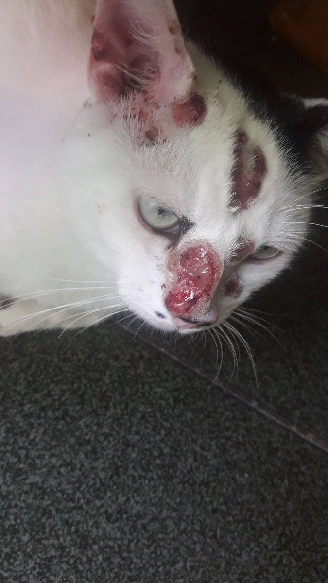 liomessimaniaca's tweet photo. Galera, eu tinha feito uma publicação aqui de 2 gatos que estavam doente. Mas agora só estou com 1 pois o outro faleceu. Então quem puder ajudar segue o link da vaquinha e os dados bancários embaixo. Gente, eajudem como puder. Toda ajuda é bem vinda.
https://t.co/qqGonz4oAU https://t.co/UiR91GdKRq