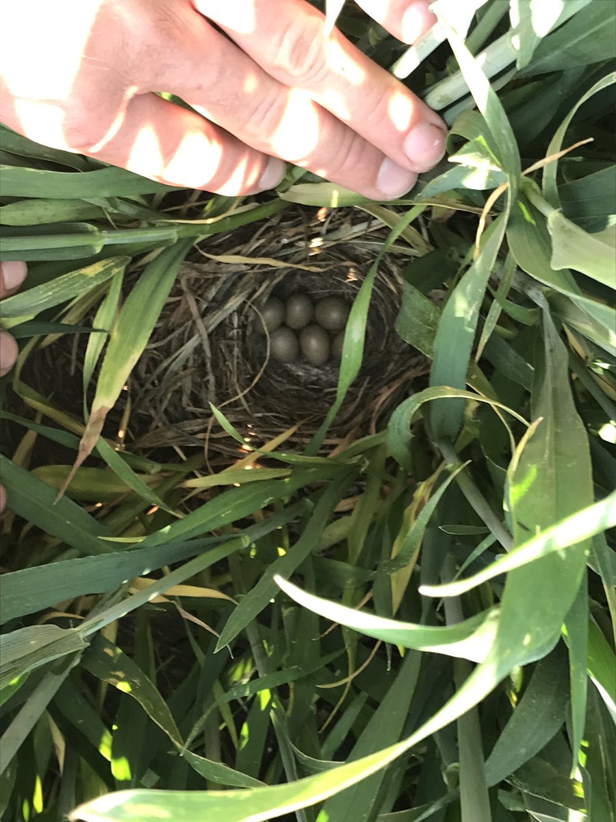 IrenevanHooff's tweet photo. Vandaag worden er door @grauwekiek #gele #kwikstaarten gezenderd (superklein zendertje zie foto) om inzicht te krijgen in gedrag van deze #akkervogels zodat we beter kunnen begrijpen welke beheersmaatregelen zinvol zijn om terugloop #vogels te keren https://t.co/eirOcJu8lv