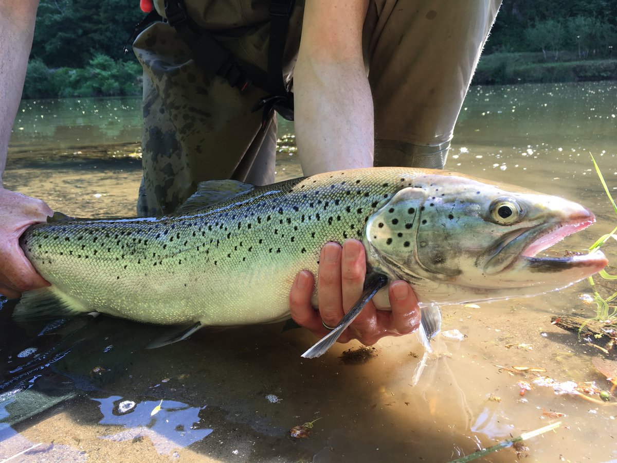 EAEcologySW's tweet photo. What a beauty! Largest #SeaTrout caught in our fish trap on the #Tamar at #Gunnislake. Weighing 6.6lbs it was safely released back into the #river after vital #environmental #data was recorded. @Peter_S_Long @DCFishEA @EnvAgencySW https://t.co/yT3brLNzU5