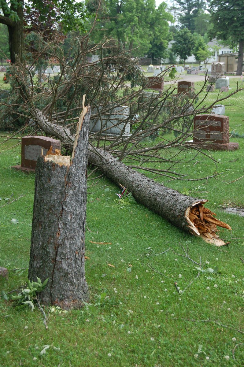 urbanforestSREF's tweet photo. Don't miss a great webinar today:  May 23rd, 1pm ET, Part 2- Storm-Resilient Urban Forests presented by Dr. Richard Hauer of University of Wisconin- Stevens Point. https://t.co/hlq7EtcQEU https://t.co/U7kcnJWVtK