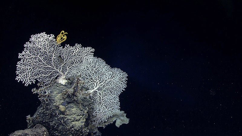 A late reminder that most of the planet’s undiscovered #biodiversity is in the #deepsea! #InternationalBiodiversityDay #IntlBiodiversityDay #IDB2018 
📷 by @oceanexplorer