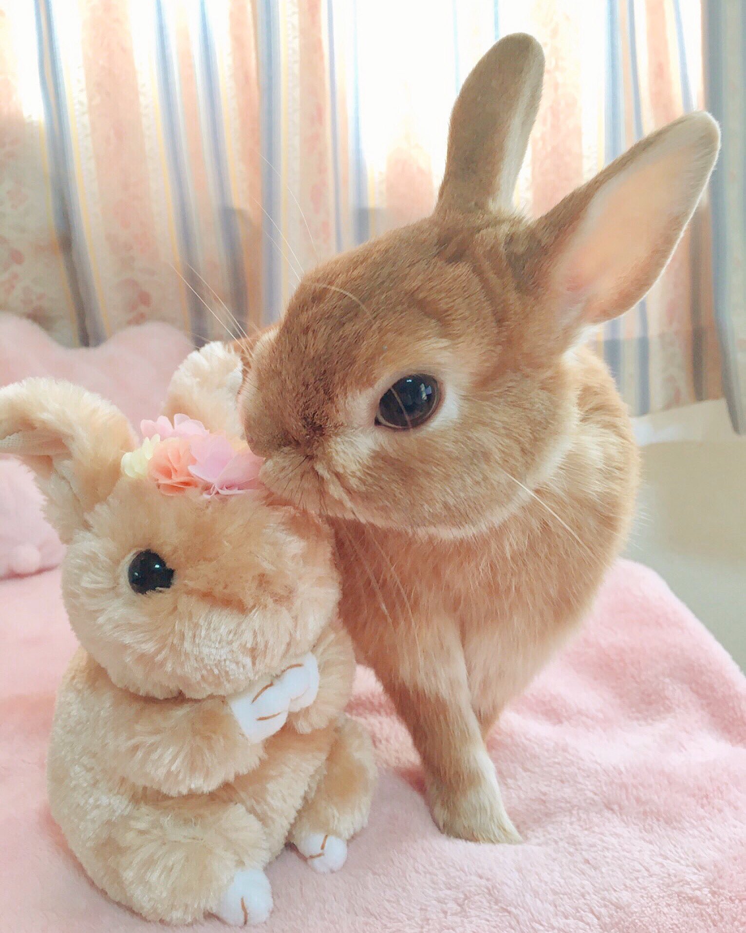 うさぎのラン ㅅ Auf Twitter 今日は キスの日 なんだね W W o チュッ うさぎ ラン うさぎのラン ㅅ Auf Twitter 今日は キスの日 なんだね W W o チュッ うさぎ ラン