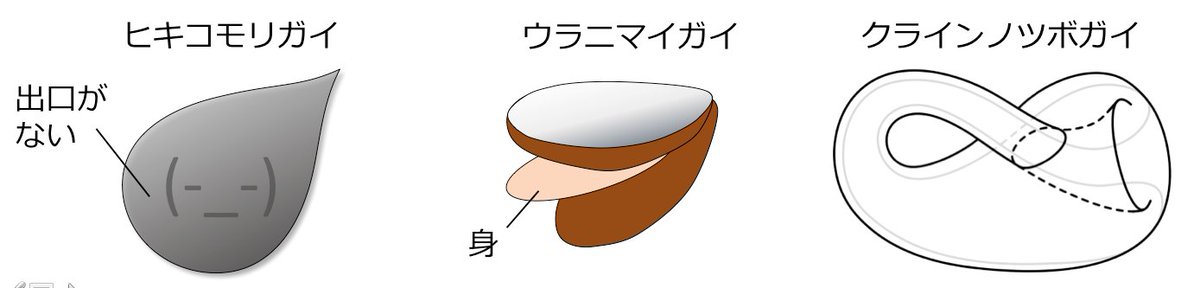 中島保寿 都市大 古生物 進化論の授業で生物の形を決める３要素のひとつ 建造技術的側面 を説明するために オリジナルの貝を創作しました 貝殻は軟体部にある 外套膜 がつくるため このような貝殻はありえないのです