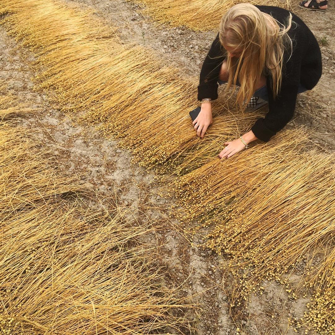 After they’ve been pulled out of the ground, the long flax stalks are laid on the ground in swathes, where they await retting. A completely natural process, the sun, rain and microorganisms dry out and break down the flax. #thelinenjourney