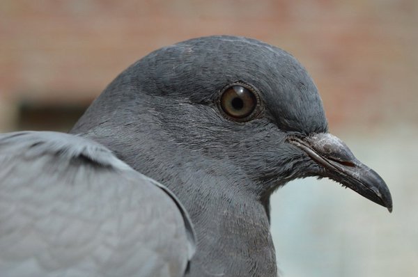 a_london_pigeon's tweet photo. A young feral pigeon; the cere at the top of the beak whitens at approx 8 months, &amp; the grey-brown eyes age to red-orange @hceedee @BreezeOnTheLake https://t.co/yHnxOlLAuG