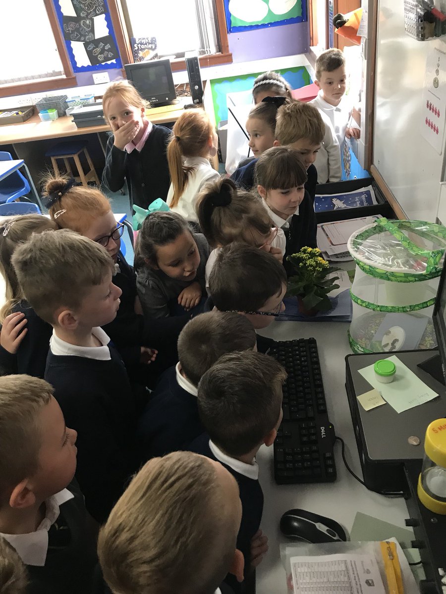itsMissRaitt's tweet photo. Oh my goodness we are SO excited. We managed to witness the first butterfly emerging 🦋 #lifecycle #butterflies @insectlore https://t.co/cywptb2EqS