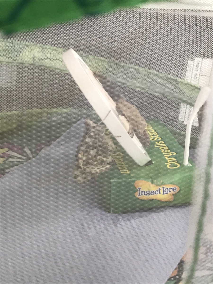 itsMissRaitt's tweet photo. Oh my goodness we are SO excited. We managed to witness the first butterfly emerging 🦋 #lifecycle #butterflies @insectlore https://t.co/cywptb2EqS