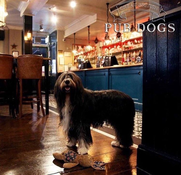 Crown2Chairmen's tweet photo. Not long left until the world cup starts! Why not book a table and watch all the action unfold with our pub dog Maxwell! https://t.co/SlNBsscpJN