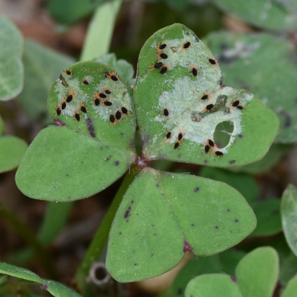 PestFactsSARDI's tweet photo. Redlegged earth mite (RLEM - left) and blue oat mite (BOM - right) active around Minlaton, Yorke Peninsula, today. Hatched within the last 1-2 weeks. Note RLEM feeding in groups, and BOM with an orange oval on the back. #correctID https://t.co/gys53sBPbB