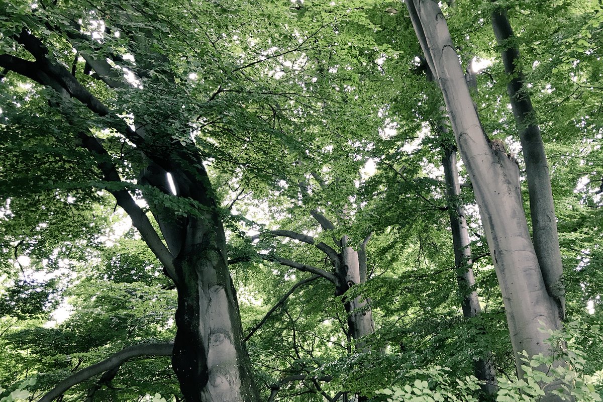 SwissTravels's tweet photo. Take a Walk in the 💙 of Zurich and Visit it‘s Evergreen Muraltengut Park following the Beautiful Lake Promenade in the City District 2, called Enge 🌳🌱🌞🇨🇭. https://t.co/ge8TT8grTa