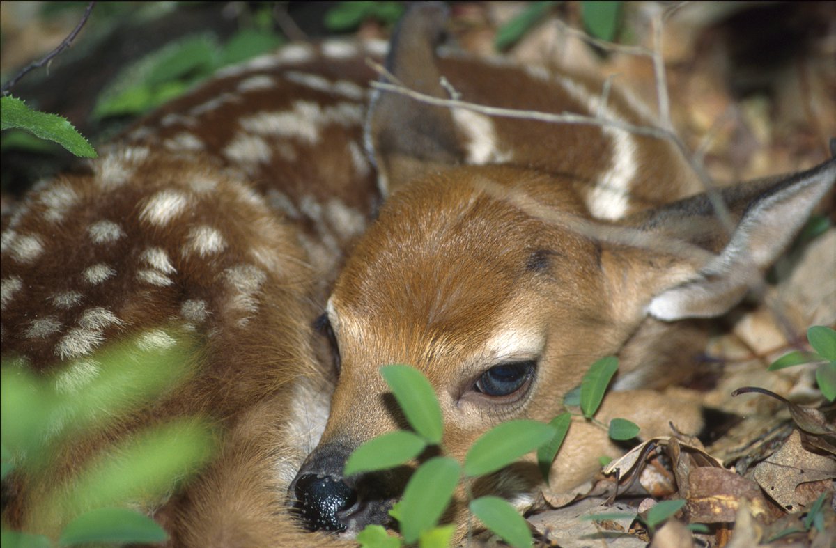 Pennsylvania Game Commission On Twitter Springtime Alert Do Not Disturb Young Wildlife Young Animals May Appear To Be Abandoned But Often The Mother Is Nearby It Is Best To Leave Them