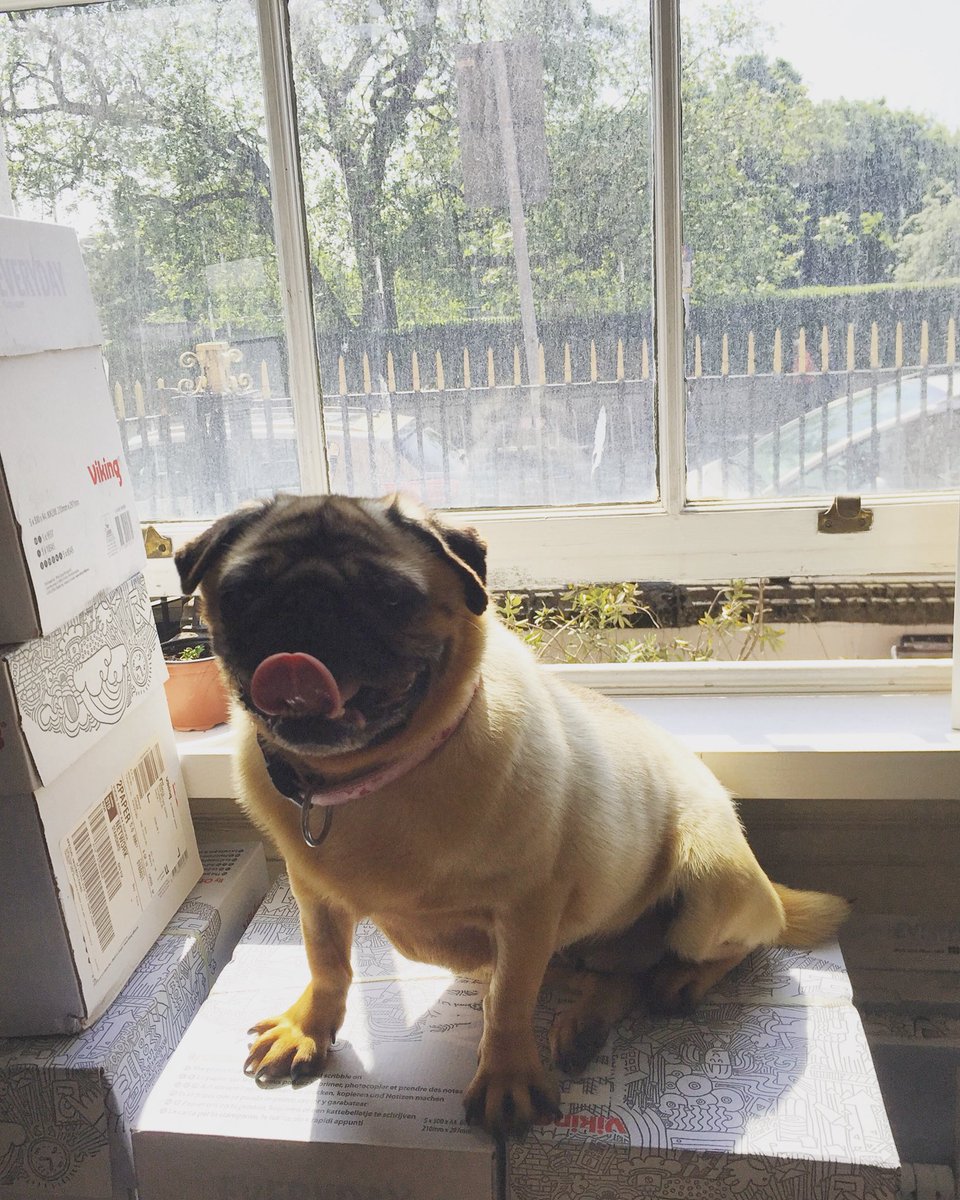 IrishWritersCtr's tweet photo. Today for Humans of No. 19 we chatted to Holly who agrees that the IWC is a great city centre resource for Irish writers. Sheโs currently enjoying the trend of creative non-fiction in Irish literature.
#humansofno19 #dogsofno19 https://t.co/5L4J9D1PaR